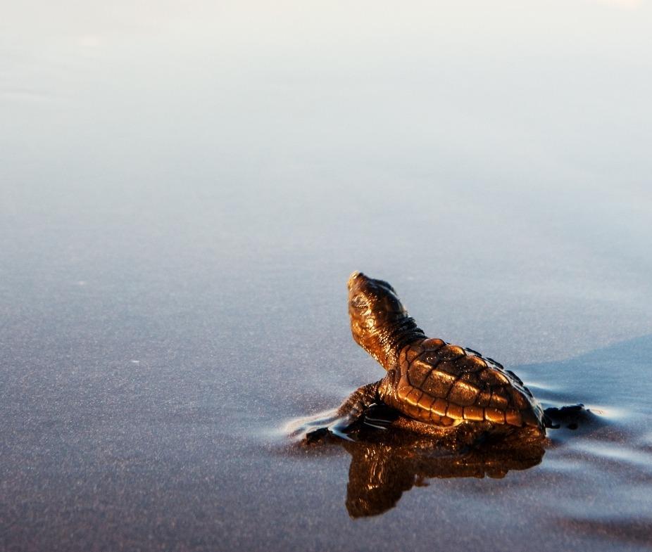 Baby Turtle in the Sand 